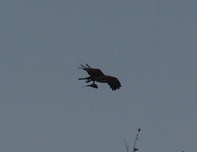 [The osprey flying away from the camera with one foot hanging down carrying a fish. The talons of the other foot are visible just under its tail. Due to the lighting this image is mostly a silhouette.]